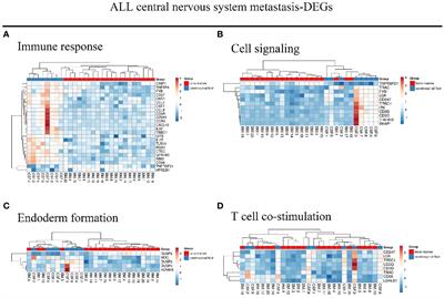 Simulating neuronal development: exploring potential mechanisms for central nervous system metastasis in acute lymphoblastic leukemia